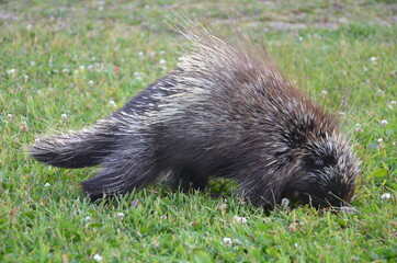 PORC-EPIC PARC NATIONAL DE GASPESIE QUEBEC CANADA