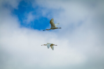 Eurasian spoonbill in the skies with beautiful flight