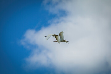 Eurasian spoonbill in the skies with beautiful flight