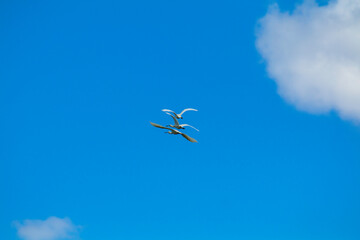 Eurasian spoonbill in the skies with beautiful flight