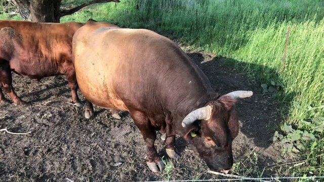zwei starke kr&auml;ftige Zuchtbullen auf einer Weide, Portrait von einem Bullen