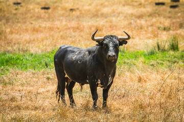 Portuguese wild bull herd in the prairie