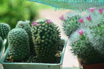 cactus in the garden