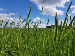 Obraz premium Green grass against blue sky