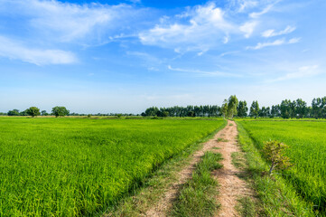 Fototapeta na wymiar Country Road in the green rice paddy fields