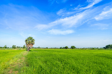 Fototapeta na wymiar Green rice paddy fields and blue sky