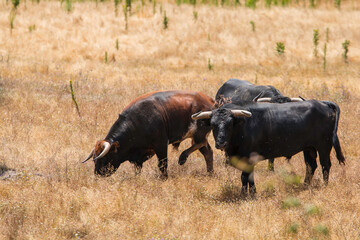 Portuguese wild bull herd in the prairie