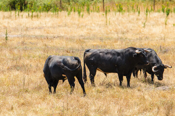 Portuguese wild bull herd in the prairie