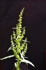 Blossoms, seeds of growing green horseradish in the sunlight, armoracia rusticana, cochlearia armoracia.