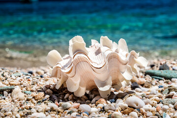 Close up seashell on the pebble beach and green blue sea on the background, summer sunny day