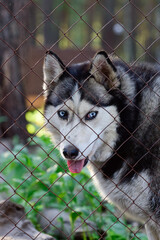 Husky dog looking friendly at the zoo