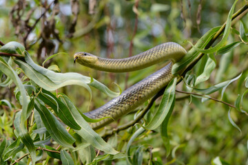 Jagende Äskulapnatter