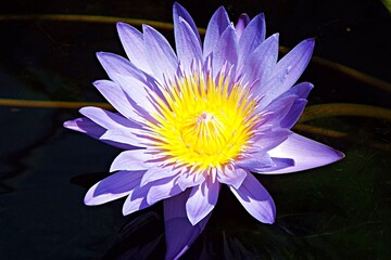 Purple flower in the pond - Powered by Adobe