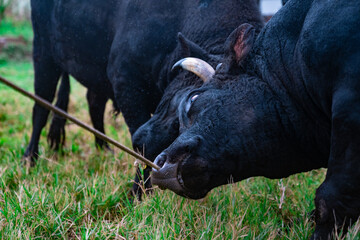 鹿児島の徳之島にて伝統的な文化である闘牛
