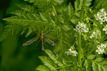 Mosquito sitting on a hogweed plant.