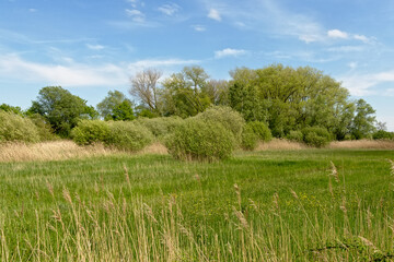 Lush green sprin landscape with meadow and trees in Bourgoyen nature reserve, Ghent, Flanders, Belium