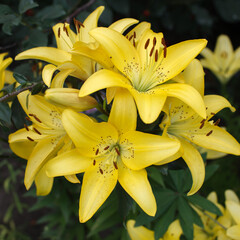 yellow lily flower