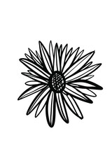 Hand drawn sunflower illustration for t-shirt, tattoo