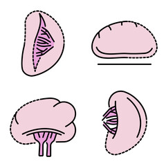 Spleen icon set. Outline set of spleen vector icons thin line color flat isolated on white