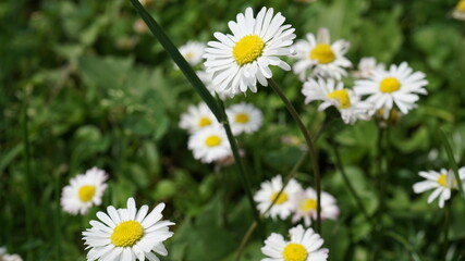 daisies in a garden in Germany in the month of June