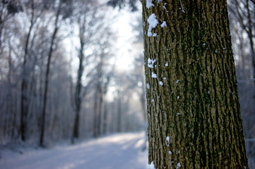 Fototapeta na wymiar Close up of a tree trunk with blurred snow landscape in winter. Selective focus