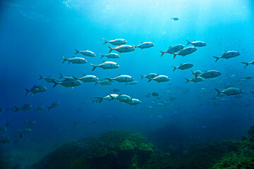 Fototapeta na wymiar School of fish in the blue ocean