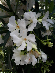 White oleander
