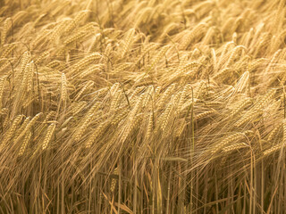 Rye field. Ears of golden rye close up. Rural Scenery duringShining sunset. close-up