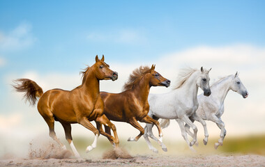 Naklejka na ściany i meble Wild arabian stallions running together in herd on a wild