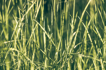 green grass in the wind