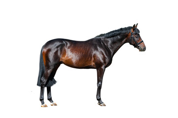 Beautiful purebred stallion standing on white - 358361047