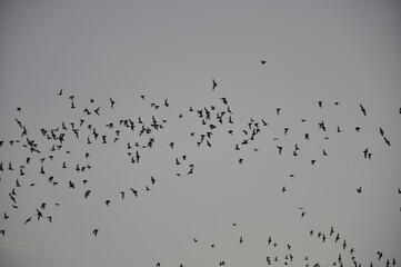 bats coming out at night at Lady Bird Lake, Austin, Texas, USA