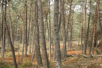 Trees standing in a forest in Veluwe