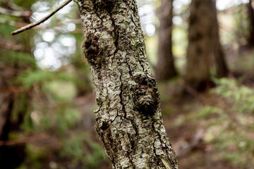 Pacific Northwest Evergreen forest detail