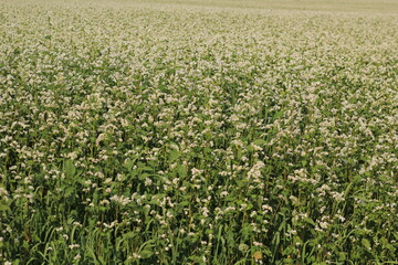 Fototapeta na wymiar white buckwheat flowers grown on the field