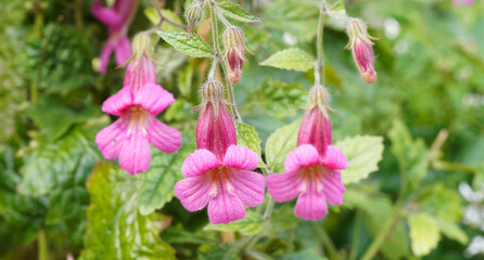 Lophospermum purpusii | Asarines grimpantes ou mufliers grimpants à fleurs pourpe ou rose carmin...