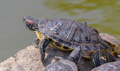 turtles basking and swimming in the sun