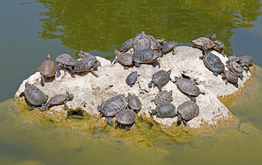 turtles basking and swimming in the sun