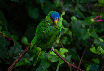 Parrot