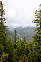 Pacific Northwest Evergreen forest river