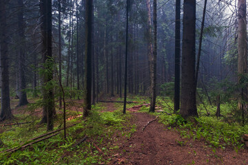 Early morning in a old spruce misty forest. The path goes into the fog between tall trees.