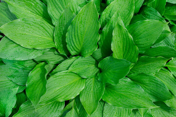 green leaf texture. green plant background