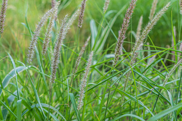 De l'herbe verte dans un champs