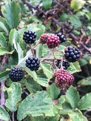 Bush with blackberries in the woods of La Morra, Piedmont - Italy