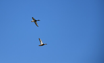 Stockenten fliegen