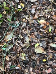 View of the soil in the woods