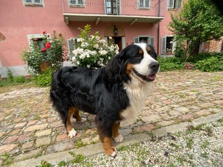 Portrait of Bernese Mountain Dog