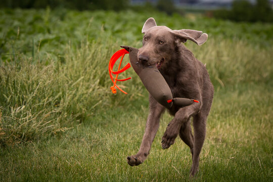  Slowakischer Rauhbart, SHS,Slovensk&yacute; hrubosrst&yacute; stavač, Slowakischer Rauhaariger Vorstehhund