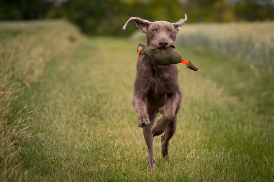  Slowakischer Rauhbart, SHS,Slovensk&yacute; hrubosrst&yacute; stavač, Slowakischer Rauhaariger Vorstehhund