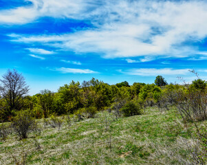 Fototapeta premium landscape with trees and blue sky